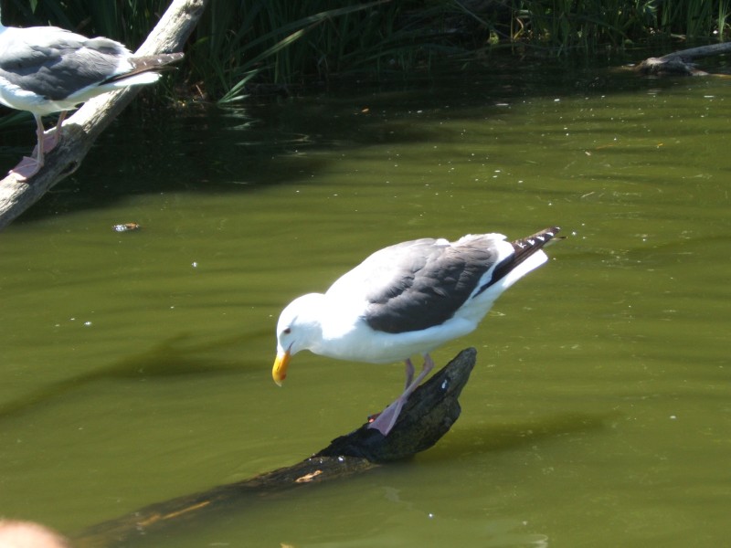 Palo Alto-Gal 6.2005 648.jpg